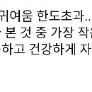 곰플레이어 이미지