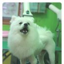 하쿠애견샵 이미지