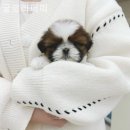 글로리퍼피 이미지