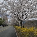 한국지질자원연구원 지질박물관 | [대전 유성구 벚꽃 명소] 탄동천 벚꽃, 탄동천 벚꽃길(한국지질자원연구원~화폐박물관~국립중앙과학관)