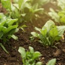 텃밭가꾸기 이미지