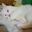 젤리그루밍 이미지