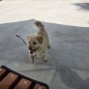 행복하시개 이미지