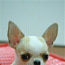 펫더스타일 이미지