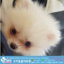 수지동물의료원 네이버블로그