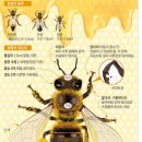[재미있는 과학] 꿀벌 이미지
