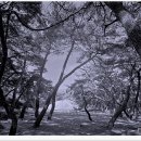 배동삼릉 이미지