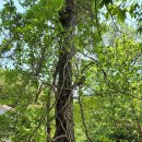 오두산 치유숲 이미지