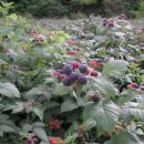 호야네농장 이미지