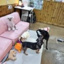 독스호텔리어 이미지