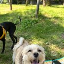 이웃집 멍 이미지