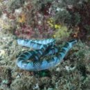 여수 바다서 맹독성 열대 바다뱀 발견… "일반 독사 20배" 이미지