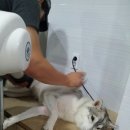 더펫샵 이미지