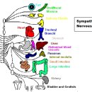 Autonomic Nervous System. 체신경과 자율신경의 상호관계에 대하여 이미지