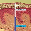 [회춘의 과학] 조깅속도 &#39;시속 8㎞&#39;가 당신의 시간을 거꾸로 돌린다 이미지