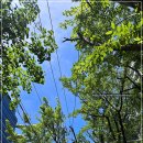 한국전력공사 담장 | 전기선 걸린 나무 가지 제거 전지작업 업체