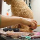 왈왈 살롱 이미지