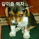 먹자 Daum카페