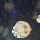 행복수족관 이미지