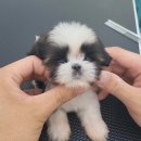 댕스마일 이미지