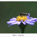 꿩의비름 이미지