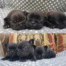 홈브리딩 이미지