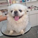 리틀댕댕 이미지