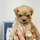 날데려가개 이미지