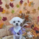 로운이네 살롱 | 부산 사직동강아지미용, 말티푸미용 '로운이네살롱'후기 !