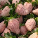 세라농장(2농장) 이미지