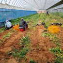 서홍농장 이미지