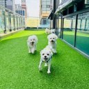 털로덮인친구들시흥배곧점