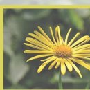 금릉곰돌이약국 이미지