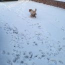 공항 가까운 전원주택 펫시터 이미지