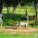 연천전곡리유적 이미지