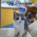 익산 고양이카페 아이캣유 이미지