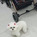 러브시티독 이미지