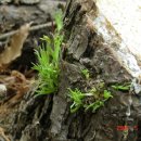 소나무둥지 이미지