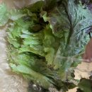 광명농장2 | 광명농장 꽃상추 후기2