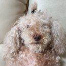 반려동물 셀프미용 이미지