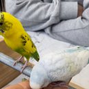 리프패럿영통