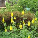 장현3리 이미지