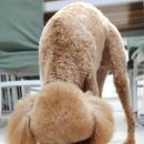 댕댕스토리 이미지