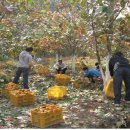 동문동537 이미지