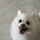 브라운도트 호텔 수영 | 부산 포메라니안 미용 후기｜털갈이 지옥 끝내준 망미동 펫샵