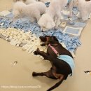 멍린이집 이미지