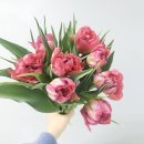 어반가든(URBANGARDEN) | 군산 수송동 지곡동 꽃집 꽃다발 선물하기 좋은 곳 : 어반가든