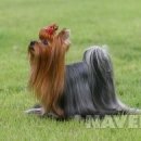 스타멍스 이미지