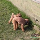 띵가띵가 이미지