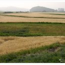 감자서리 이미지